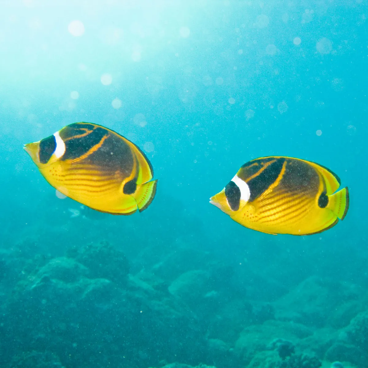 Raccoon butterflyfish