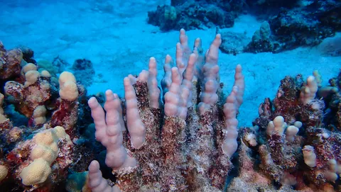 Finger Coral