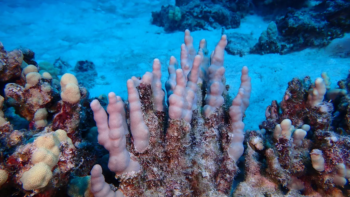 Finger Coral