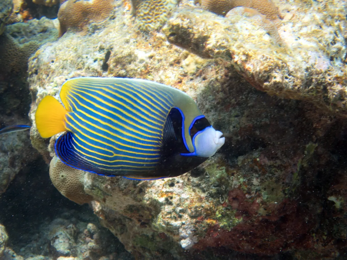 Emperor angelfish
