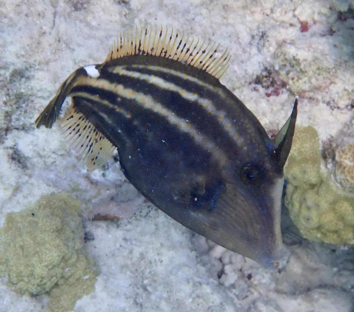 Orangespotted Filefish