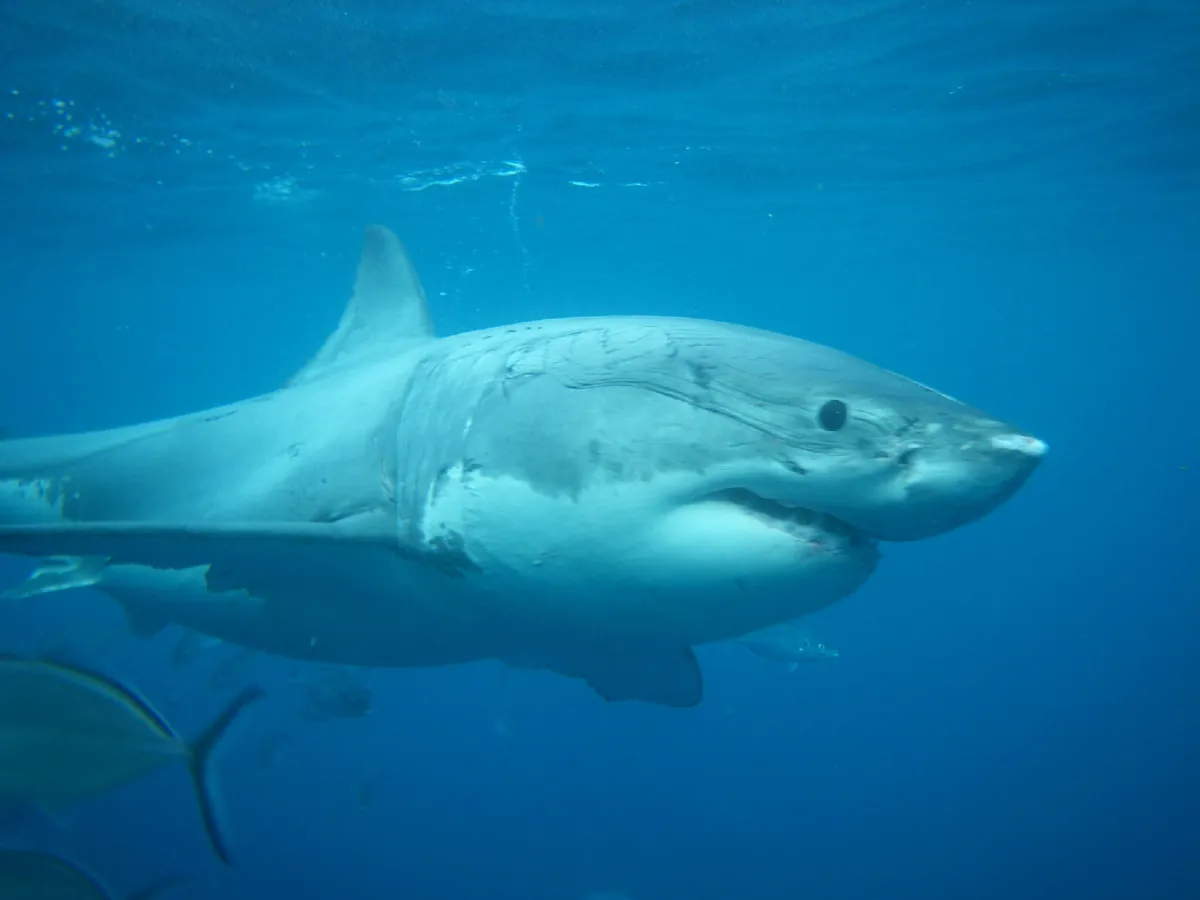 Great White Shark