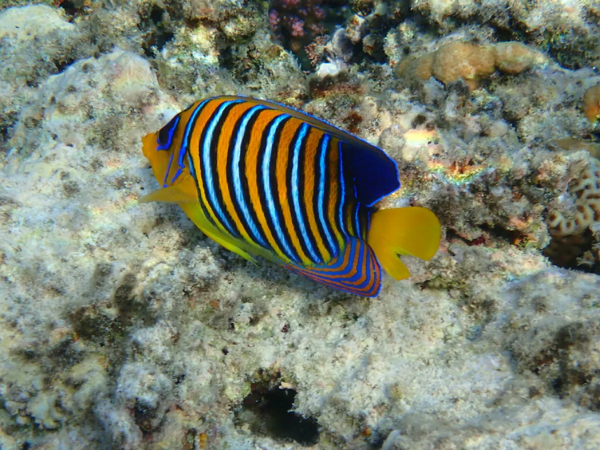 Regal angelfish