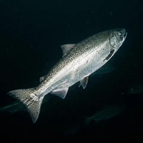 Chinook Salmon