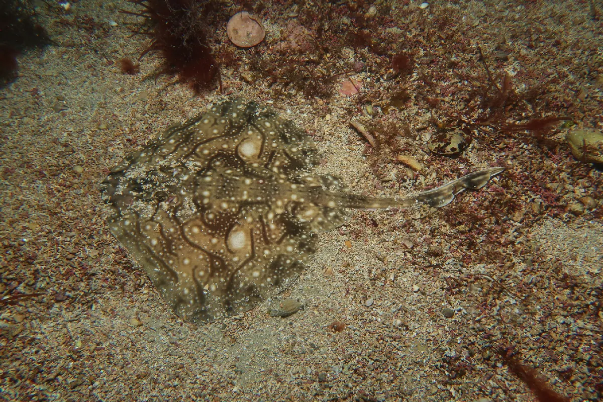 Undulate Skate