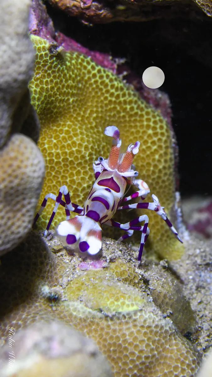 Harlequin shrimp