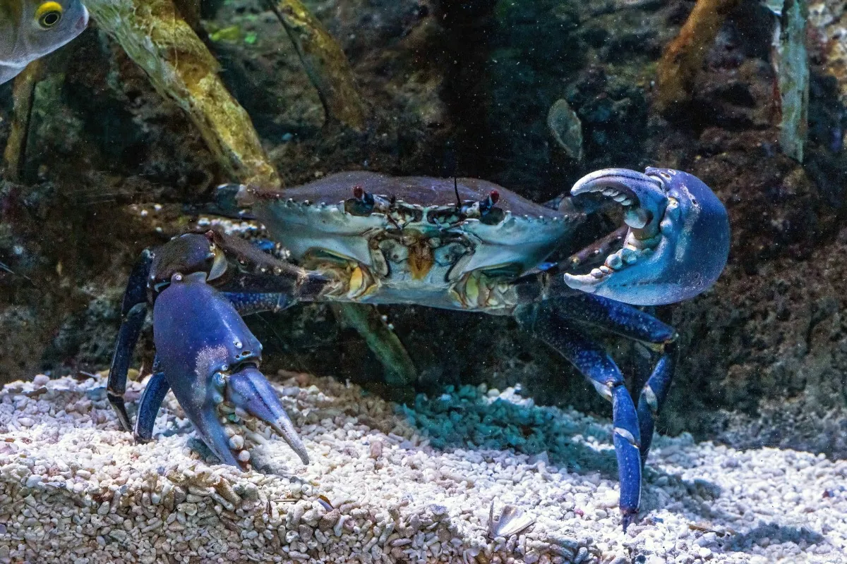Crabs