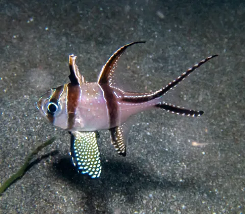 Banggai Cardinalfish