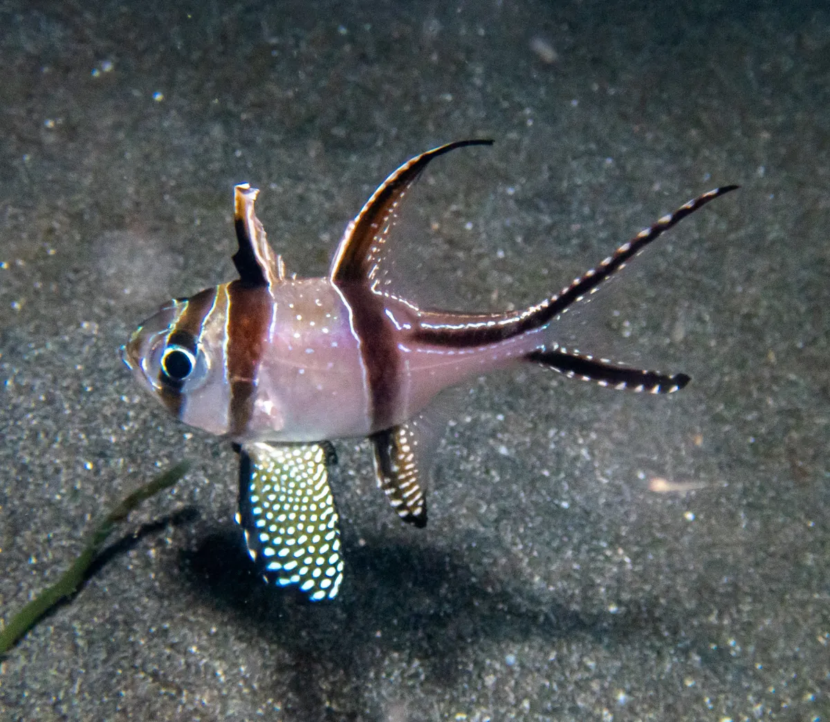 Banggai Cardinalfish