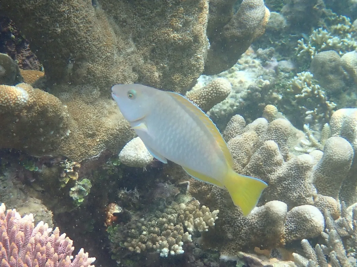 Pacific Longnose Parrotfish