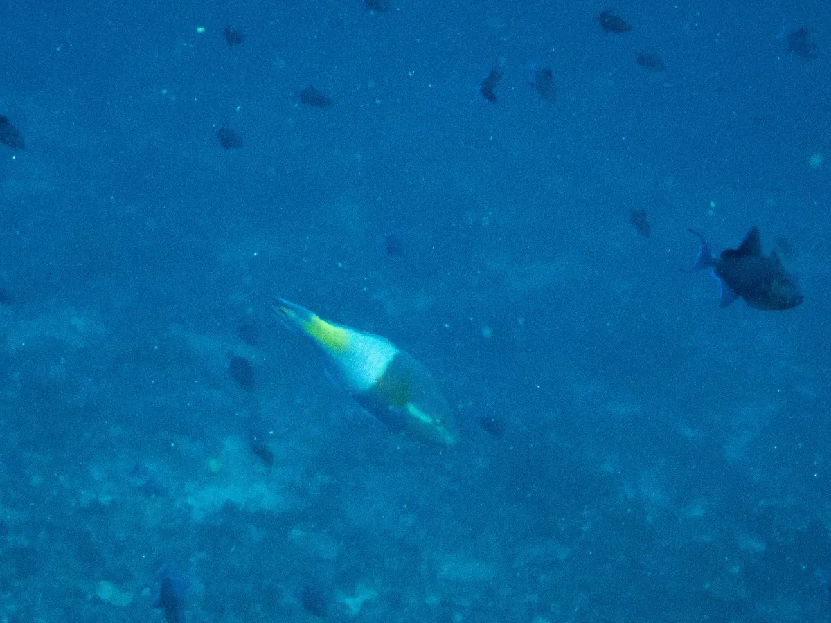 Yellowfin Parrotfish