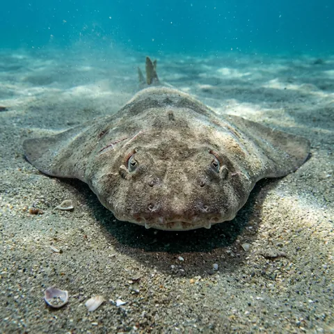 Pacific Angelshark