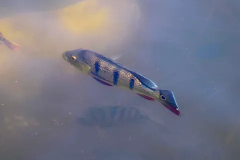 Peacock cichlid