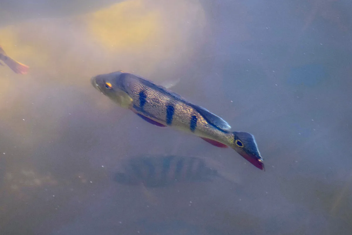 Peacock cichlid