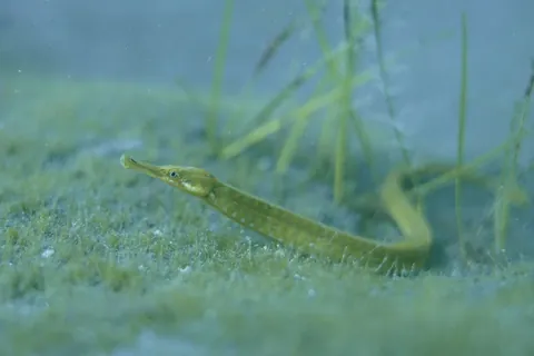 Greater Pipefish