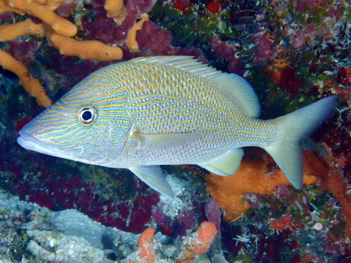 White Grunt