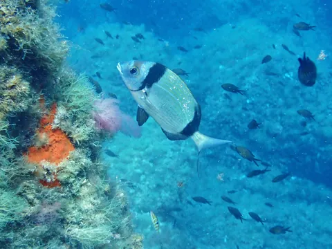 Common Two-banded Seabream