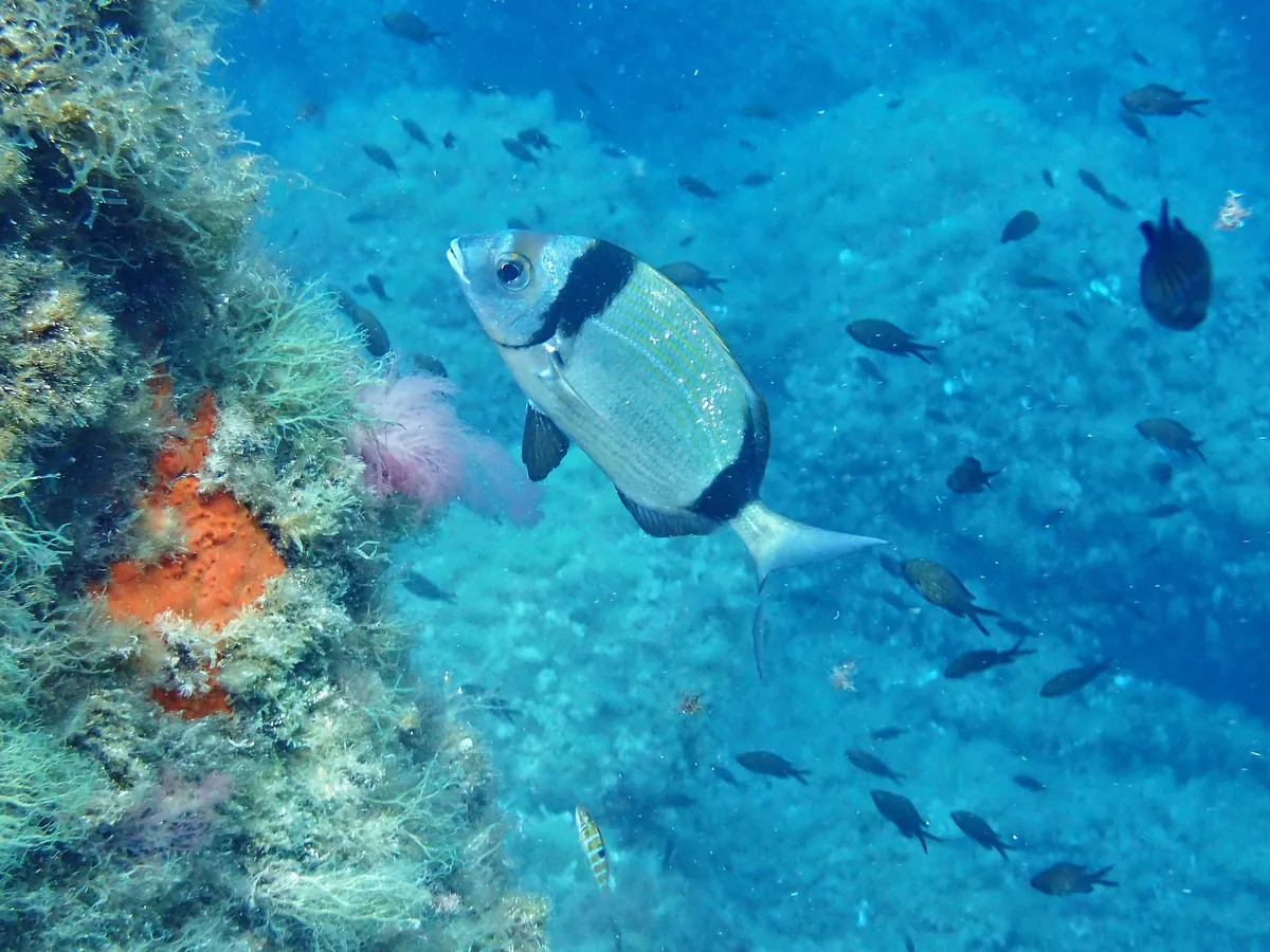 Common Two-banded Seabream