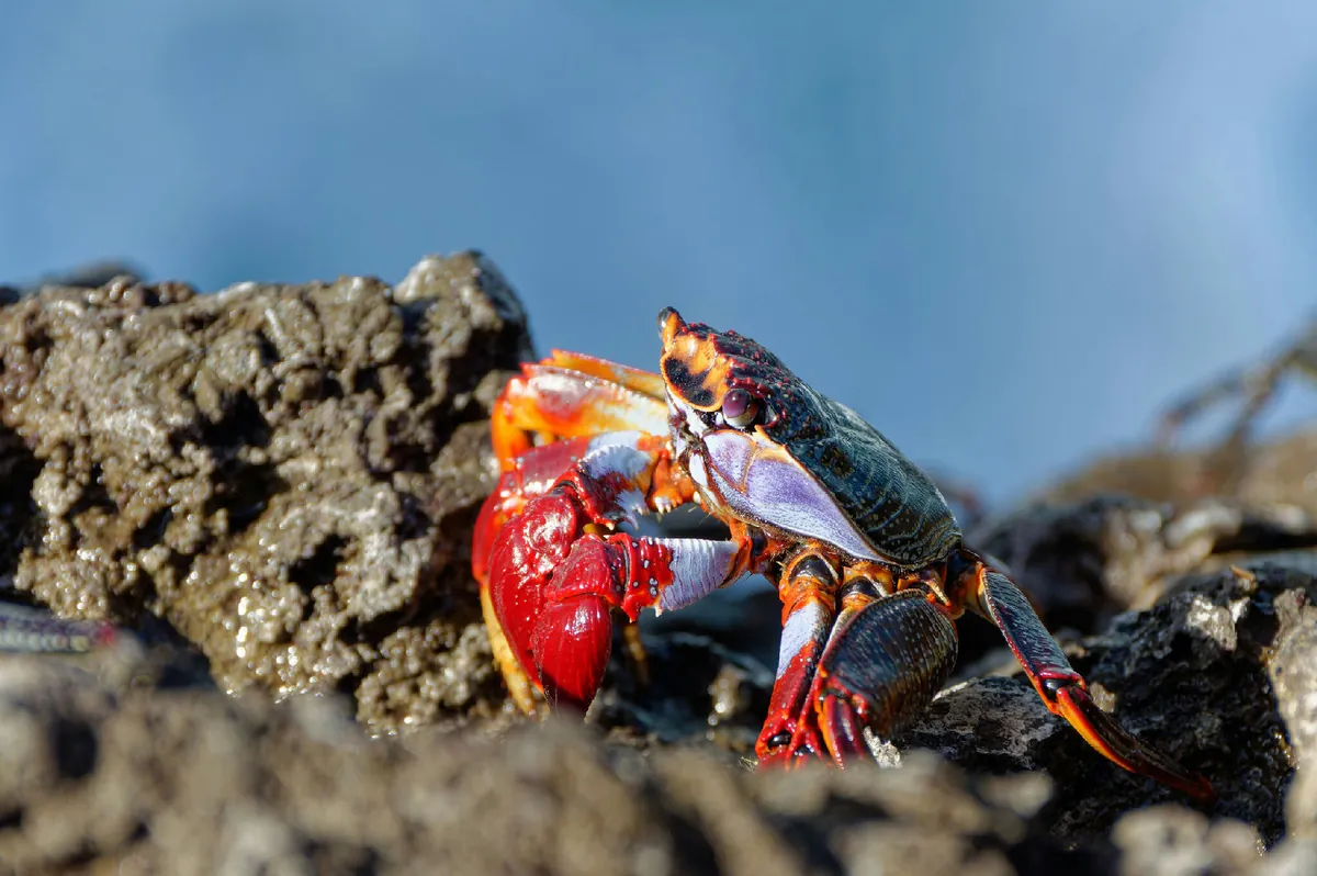 Sally Lightfoot Crab