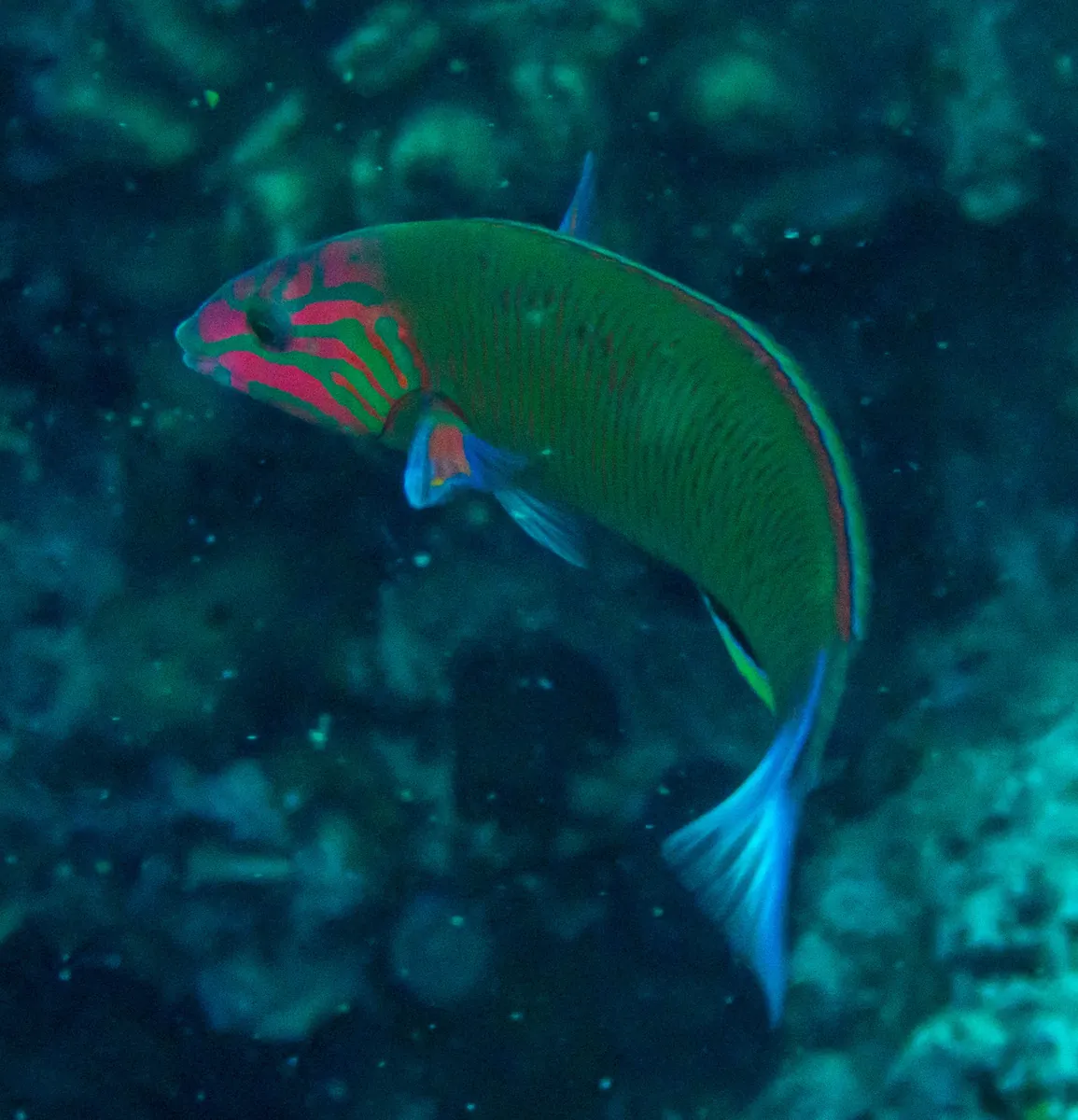 Moon wrasse
