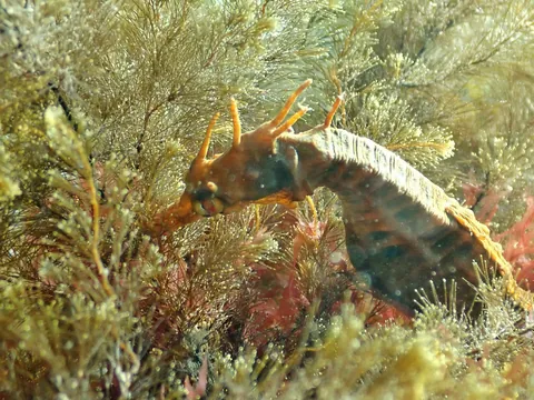 Bigbelly Seahorse