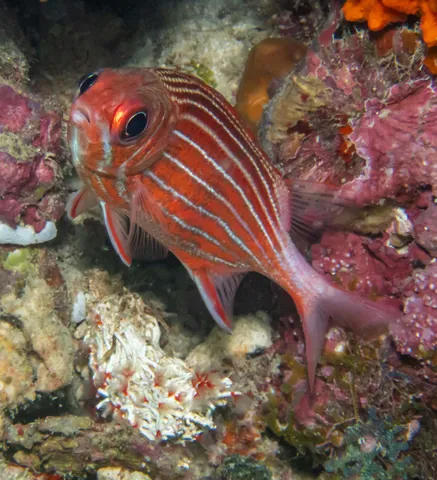 Crown Squirrelfish