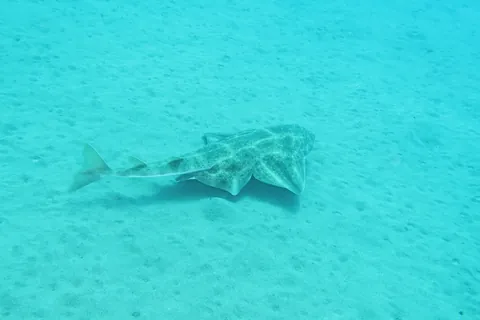 Angel sharks