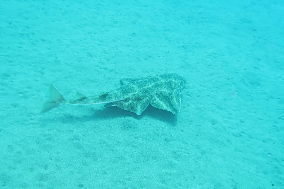 Angel sharks