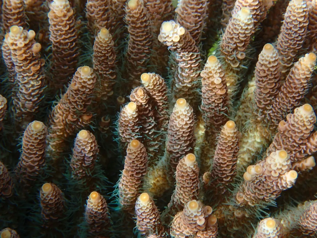 Staghorn Coral