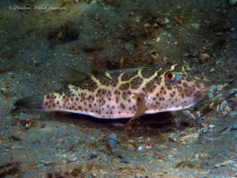 Checkered Puffer