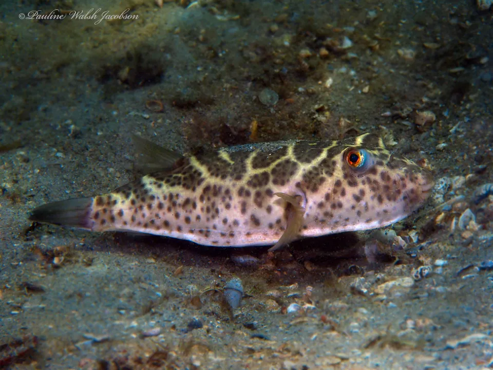 Checkered Puffer
