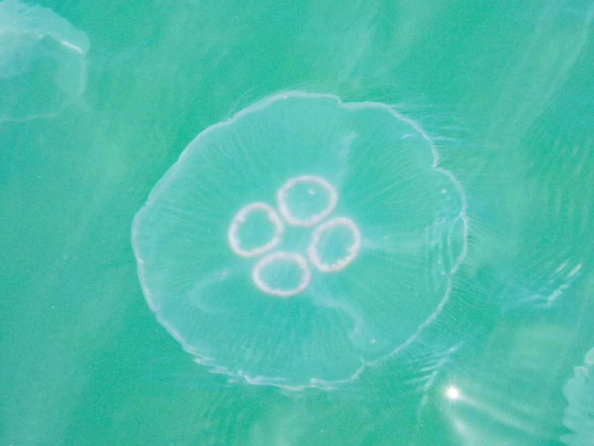 Asian moon jelly