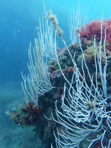 White Gorgonian