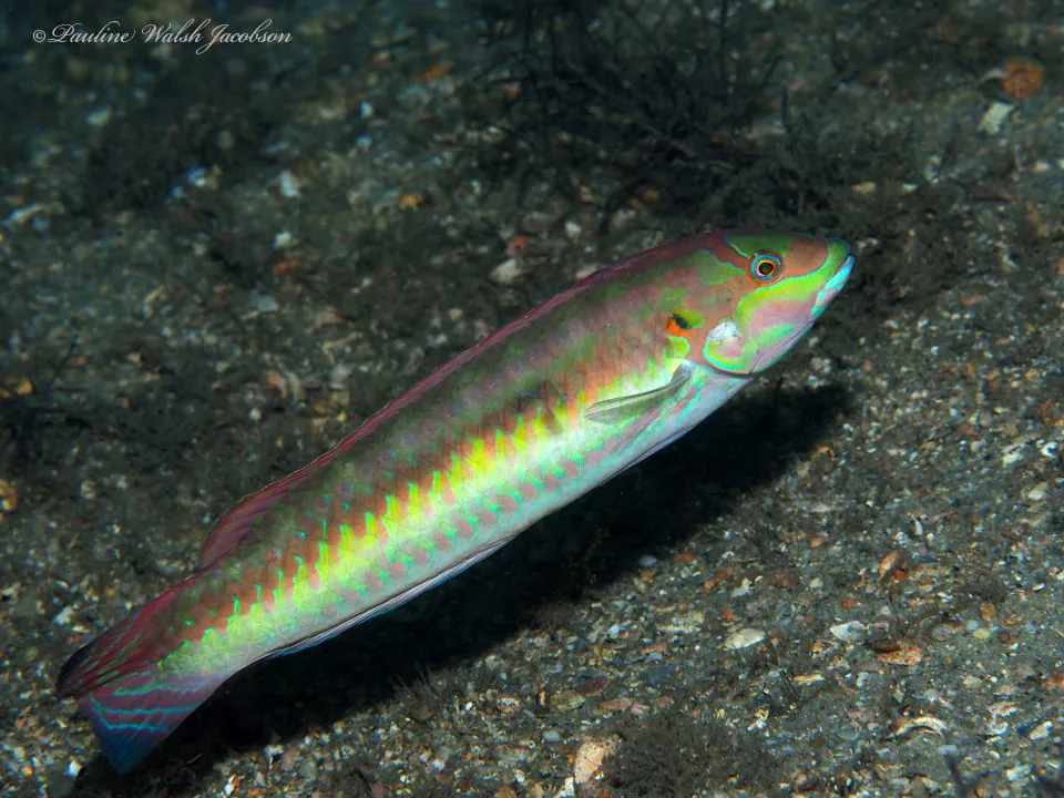 Slippery Dick