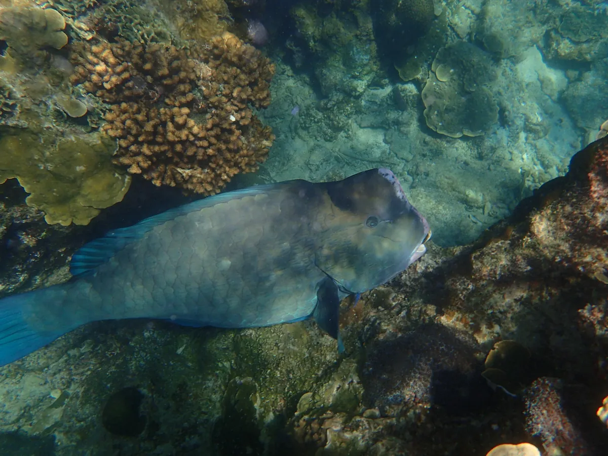 Green humphead parrotfish