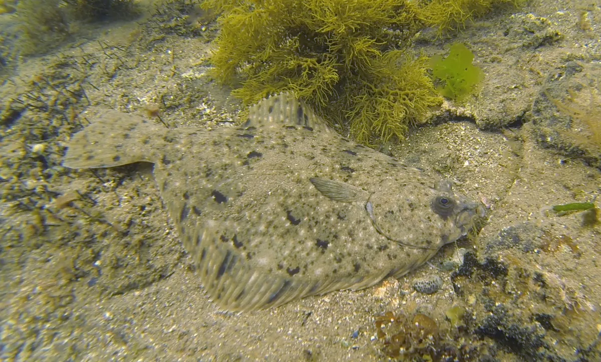 Southern flounder