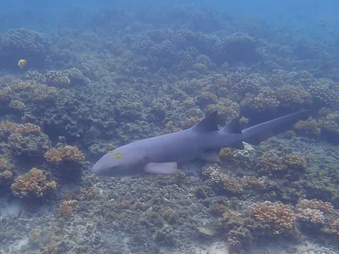 Pacific nurse shark