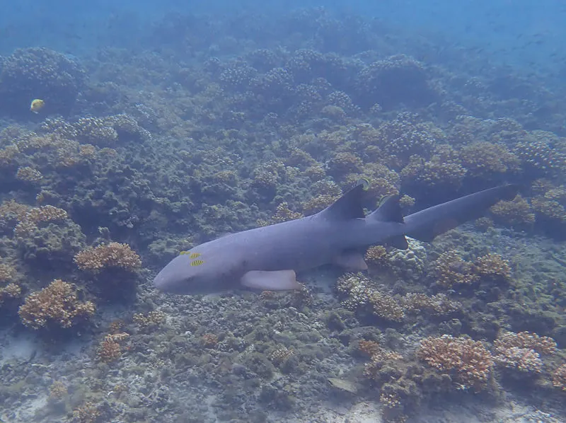 Pacific nurse shark