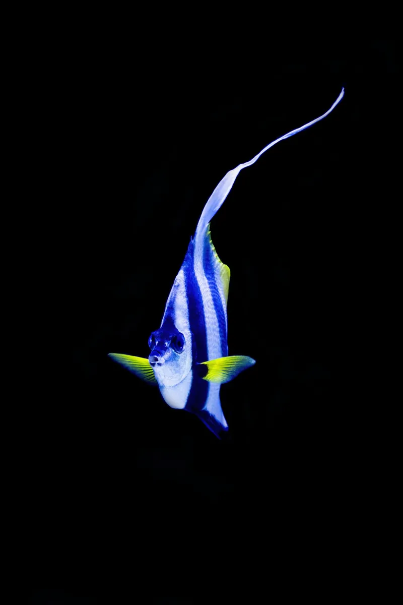 Bannerfish