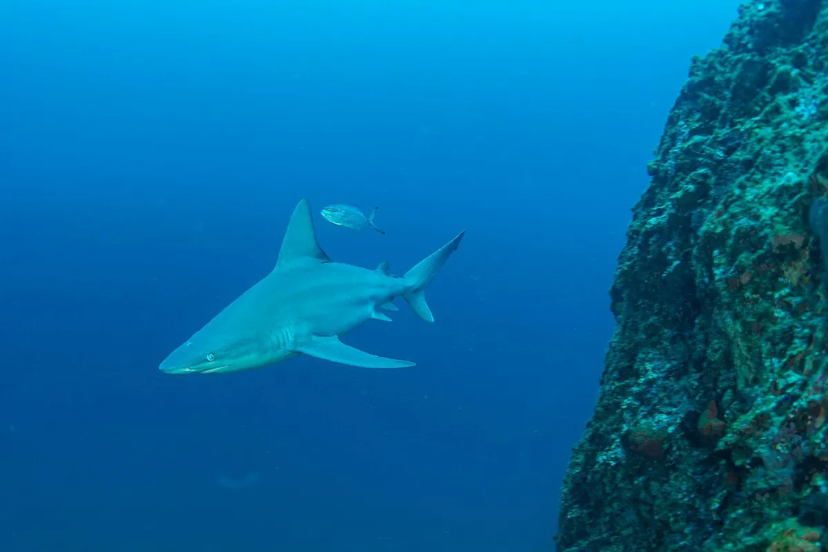 Sandbar Shark