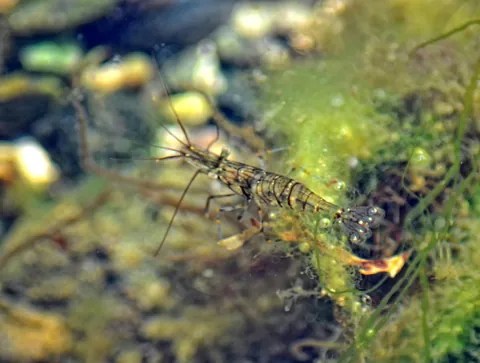 Rockpool Prawn