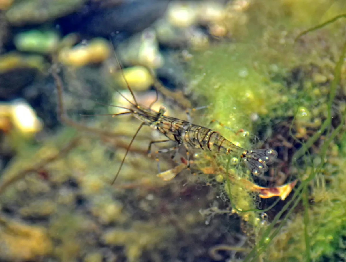 Rockpool Prawn