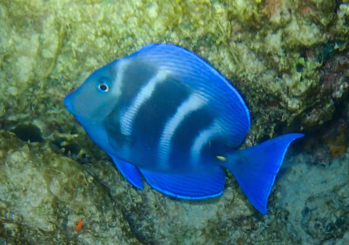 Atlantic Blue Tang