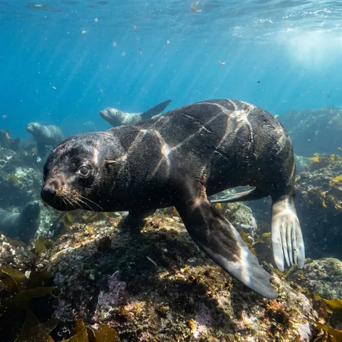 Northern Fur Seal