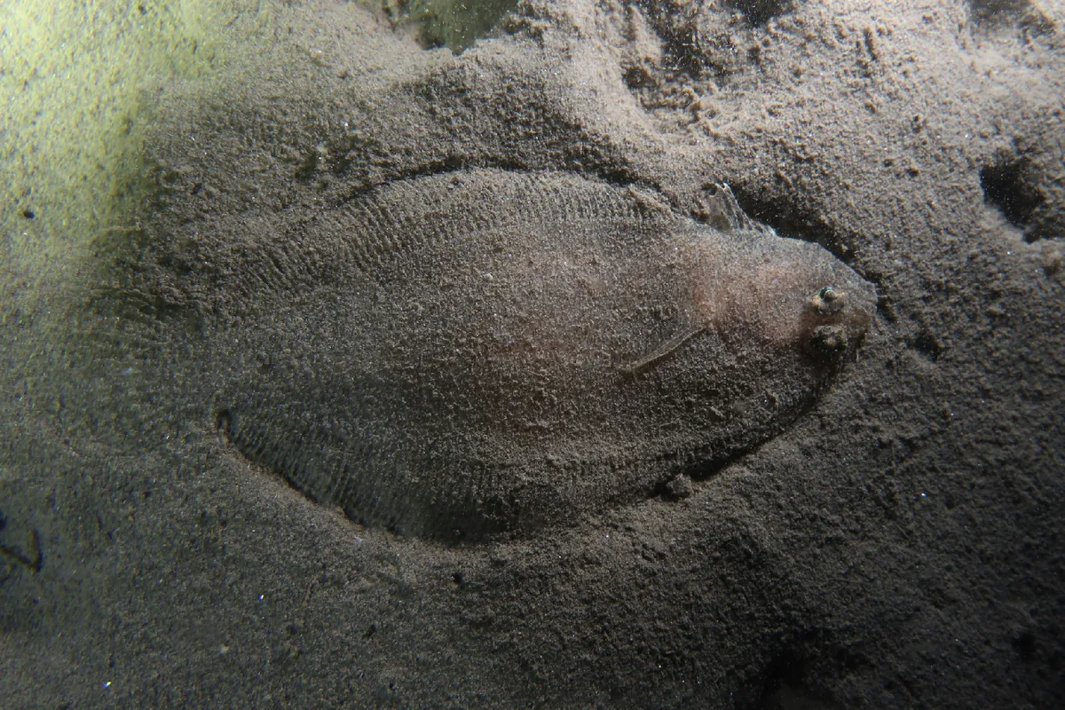 Scaldfish