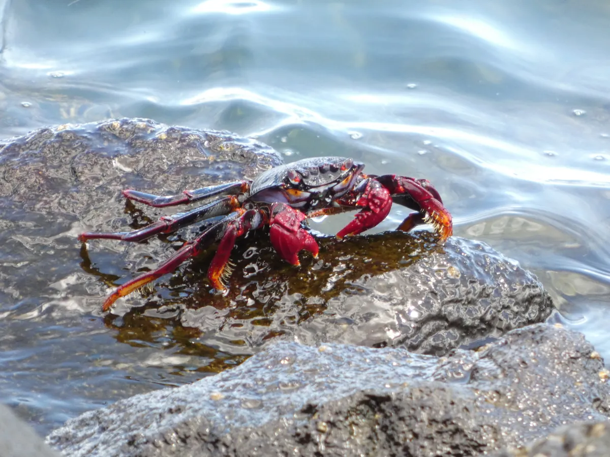 Nimble spray crab