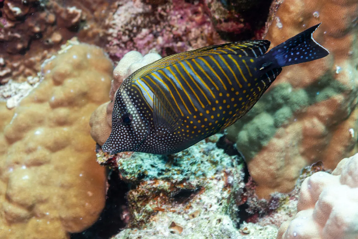 Indian Sailfin Tang