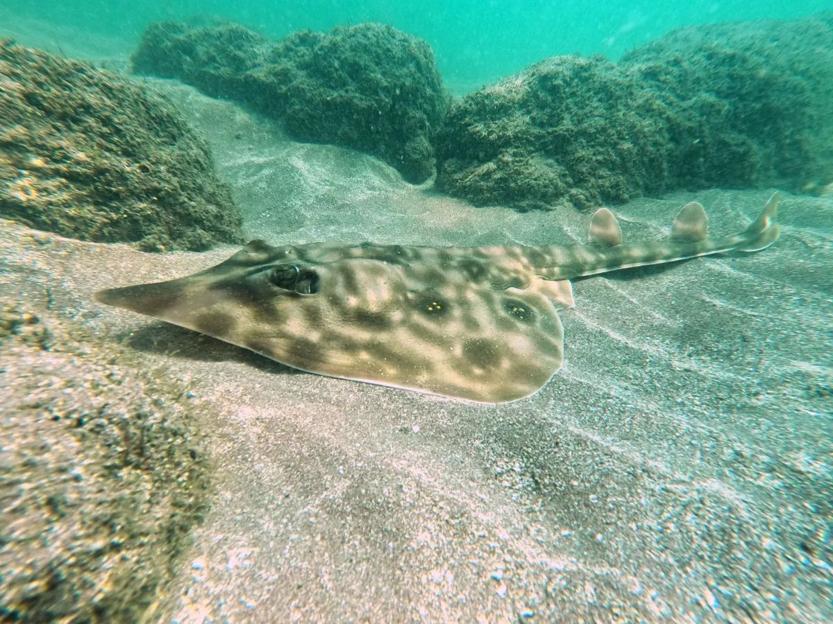 Guitarfish
