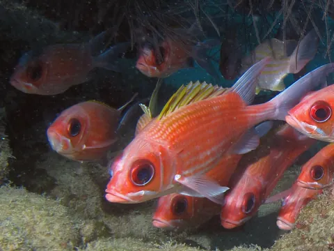 Longjaw Squirrelfish