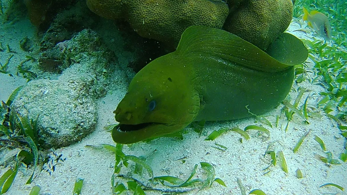 Green Moray